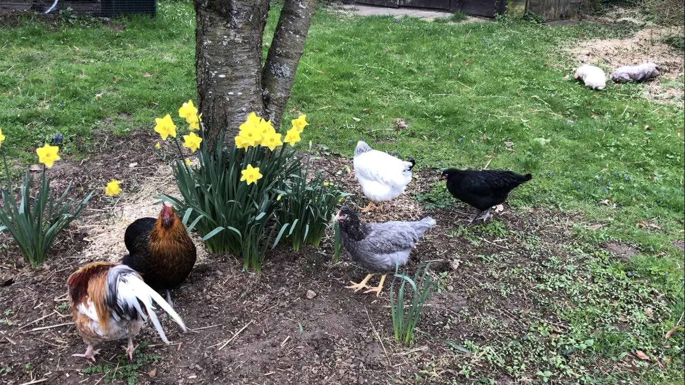 Hühner im Garten