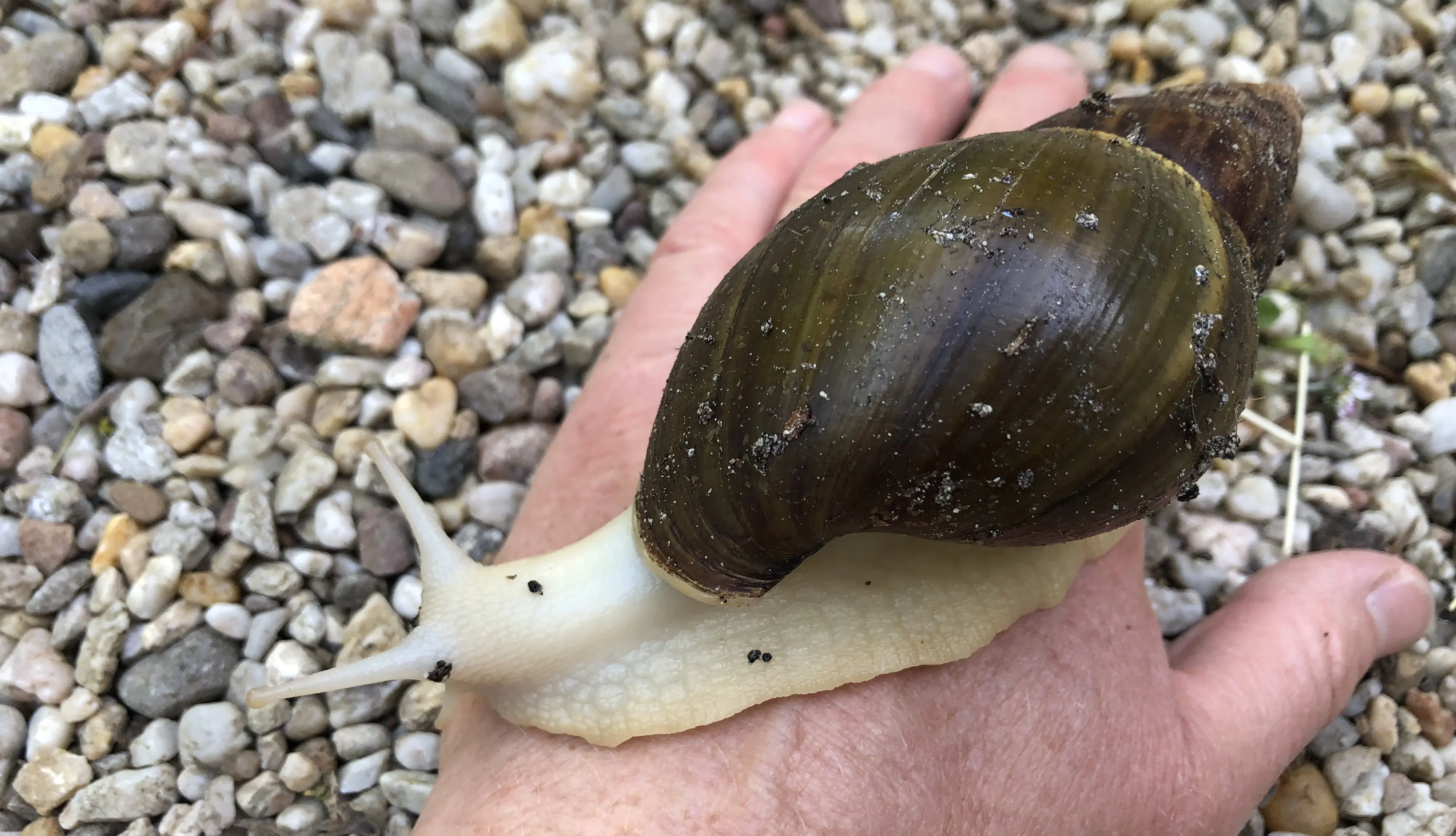 Schnecke